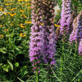 Liatris spicata 'Kobold Original'  - Kobold Original Blazing Star
