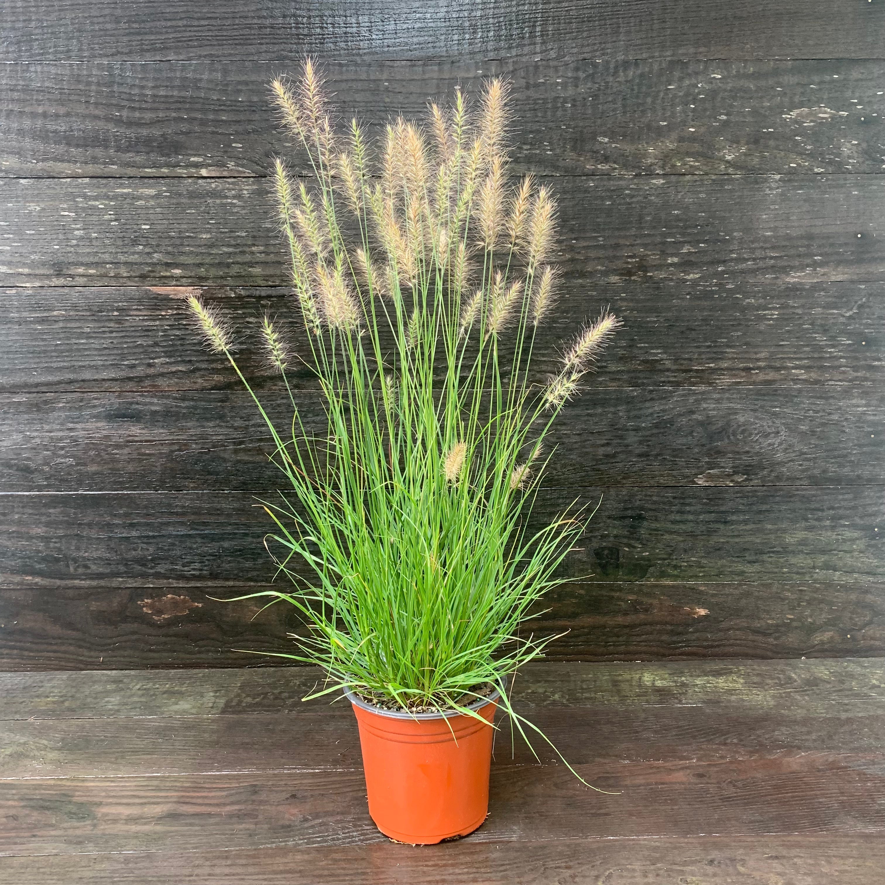 Pennisetum alopecuroides 'Hameln  - Hameln Fountain Grass
