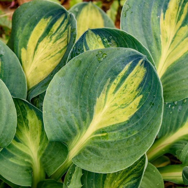Hosta 'Mouseketeer'  - Mouseketeer Hosta