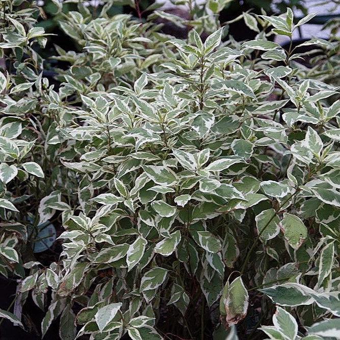 Cornus alba 'Bailhalo'  - Ivory Halo® Red Twig Dogwood