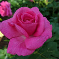 Rosa 'LIMkiss'  - True Bloom™ True Gratitude™ Rose