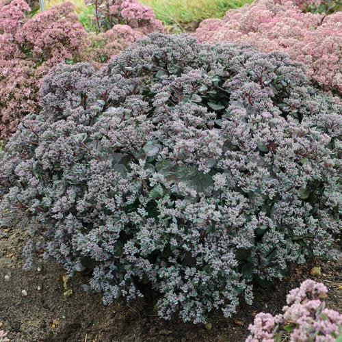 Sedum ‘Superstar’  - Rock 'N Round™ Superstar Stonecrop