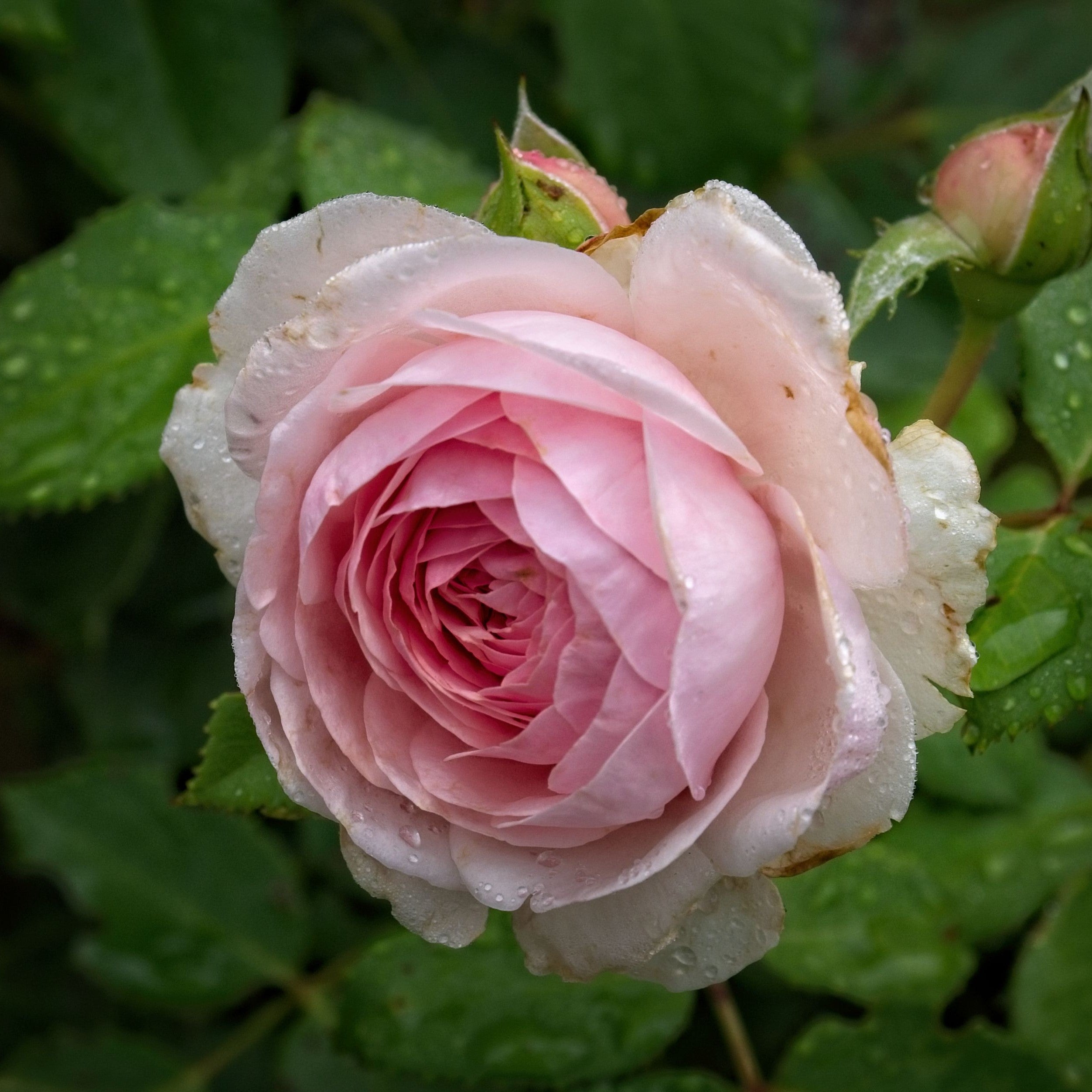Rosa 'AUSmixture'  - Olivia™ Rose
