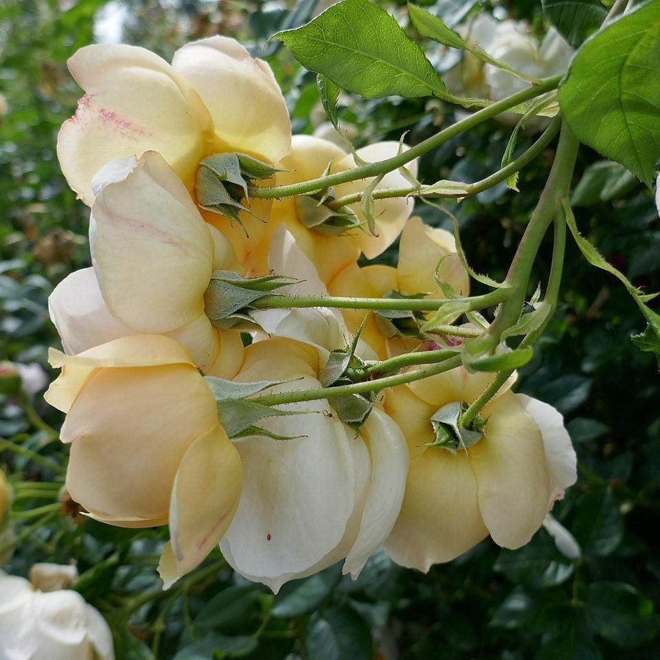 Rosa 'Ausblanket'  - Wollerton Old Hall Rose