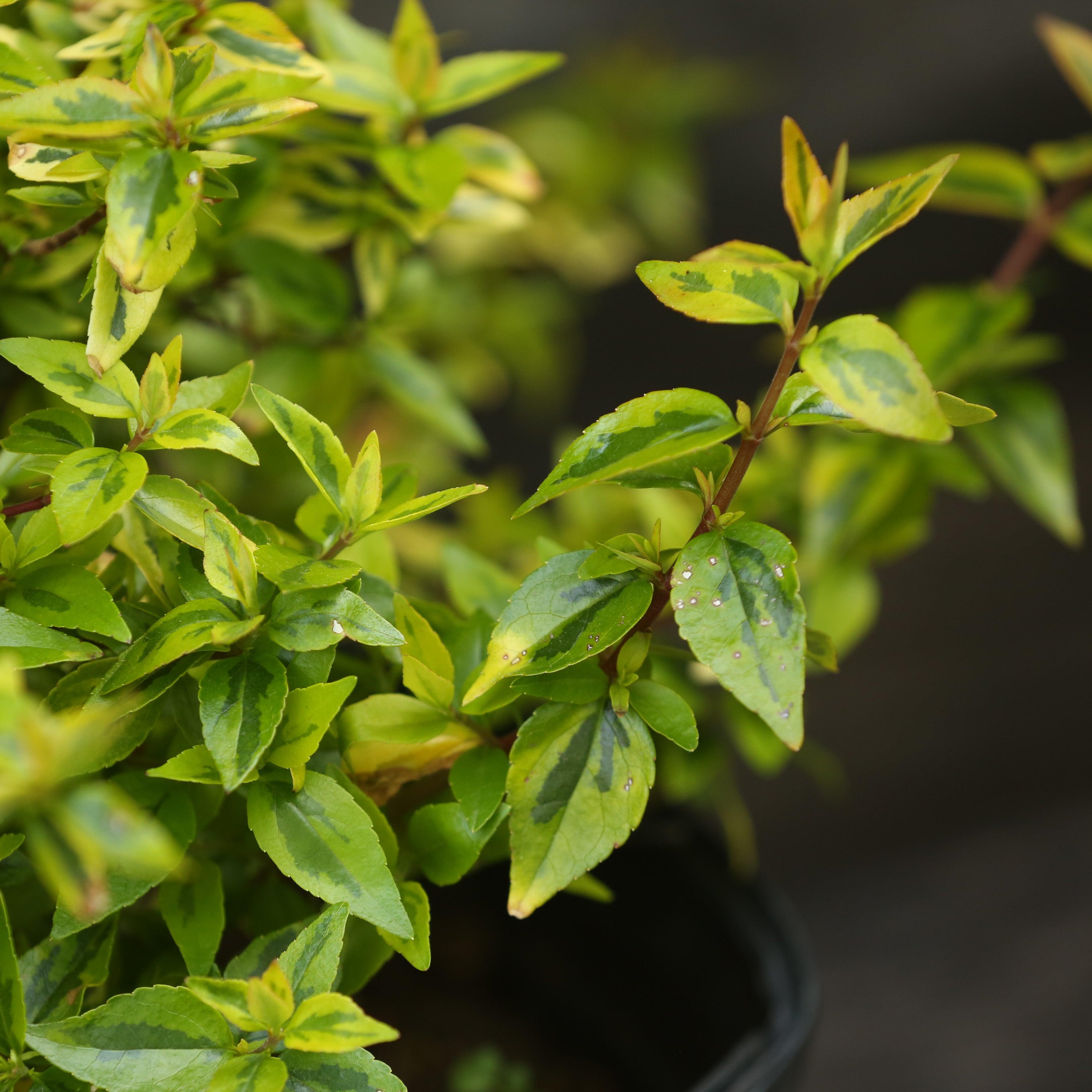 Abelia x grandiflora 'Kaleidoscope'  - Kaleidoscope Abelia