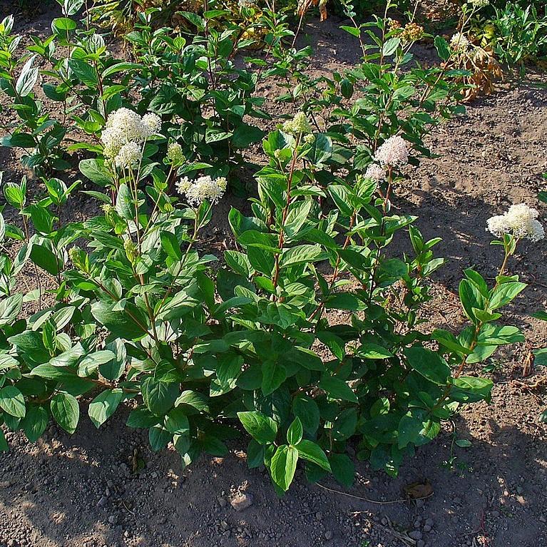 Ceanothus americanus  - New Jersey Tea