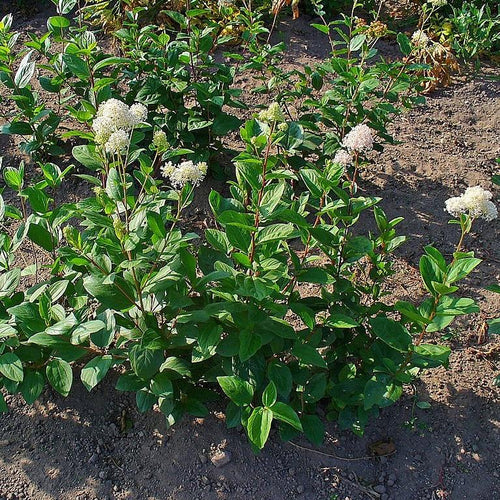 Ceanothus americanus  - New Jersey Tea
