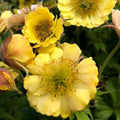 Geum x 'TNGEUTY'  - Tempo™ Yellow Avens
