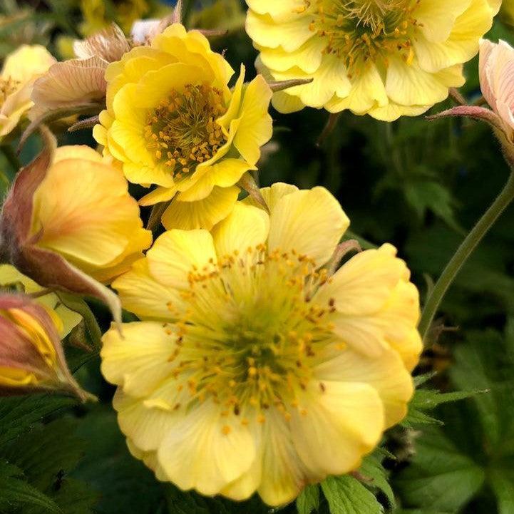 Geum x 'TNGEUTY'  - Tempo™ Yellow Avens