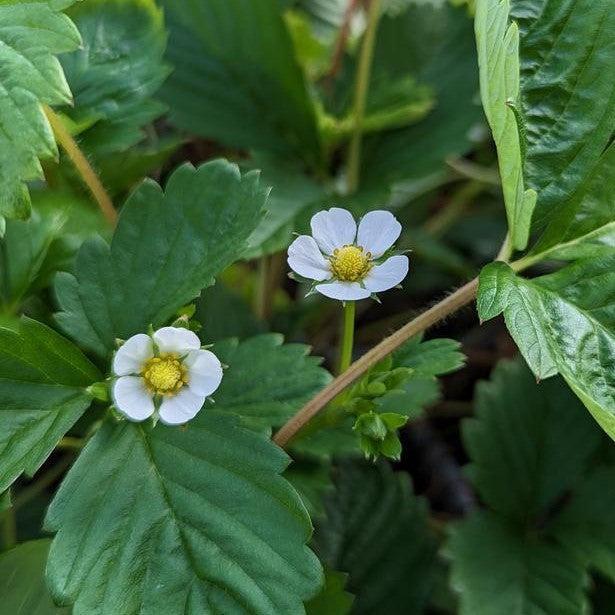Fragaria vesca 'Alexandra'  - Alexandra Alpine Strawberry