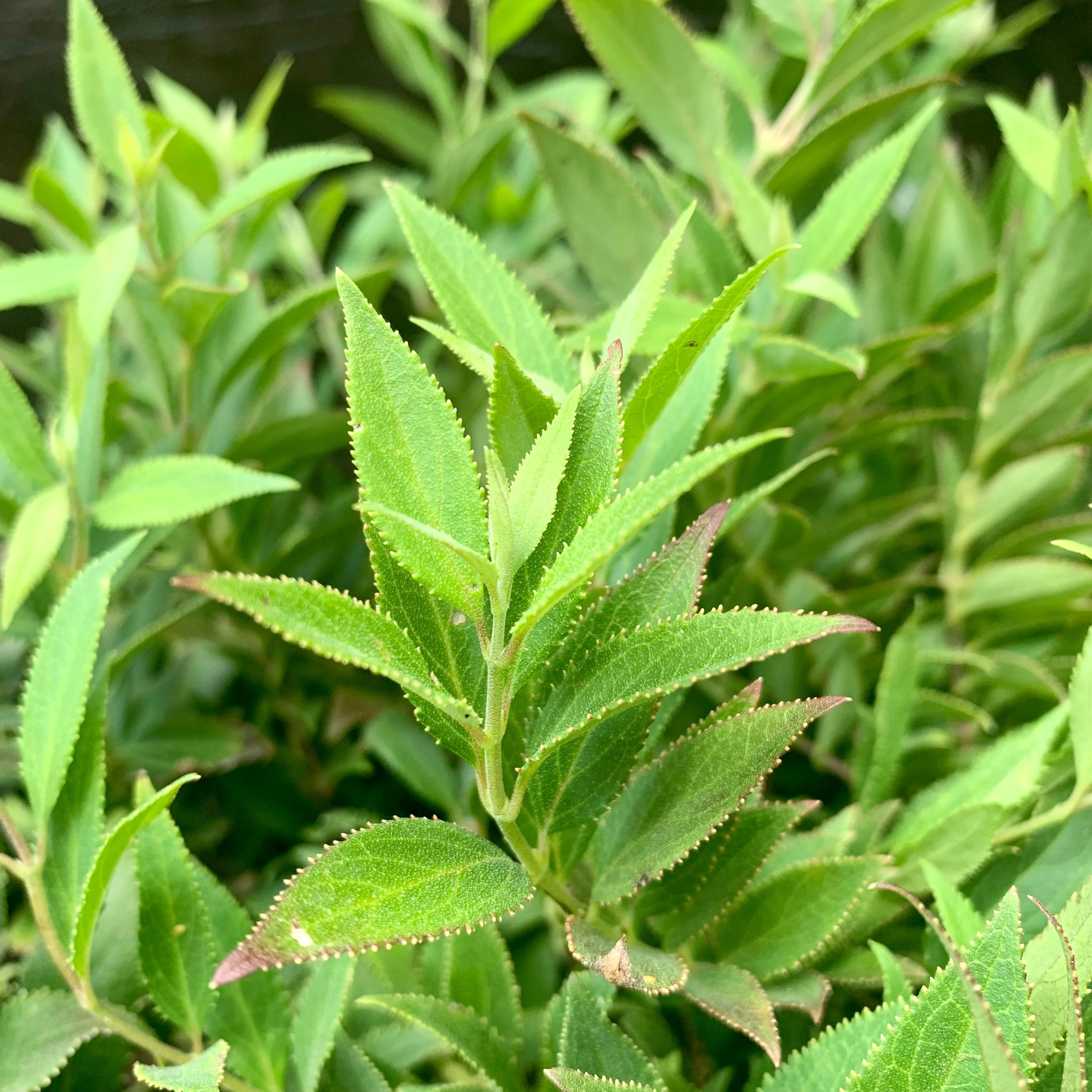 Deutzia gracilis 'Nikko'  - Dwarf Nikko Deutzia