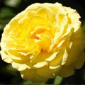 Rosa 'True Friendship'  - True Friendship Rose