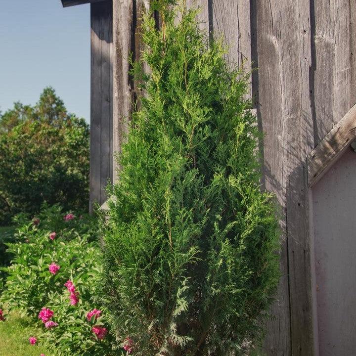 Thuja occidentalis 'V32'  - Sasquatch™ Dark Green Arborvitae