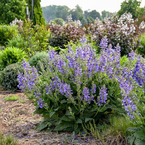 Salvia 'Big Sky'  - Living Large® Big Sky Salvia