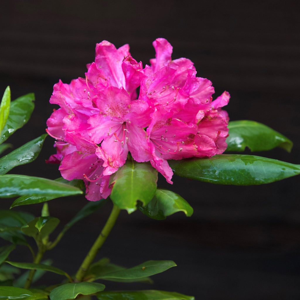 Rhododendron maximum 'Roseum'  - Pink Rosebay Rhododendron