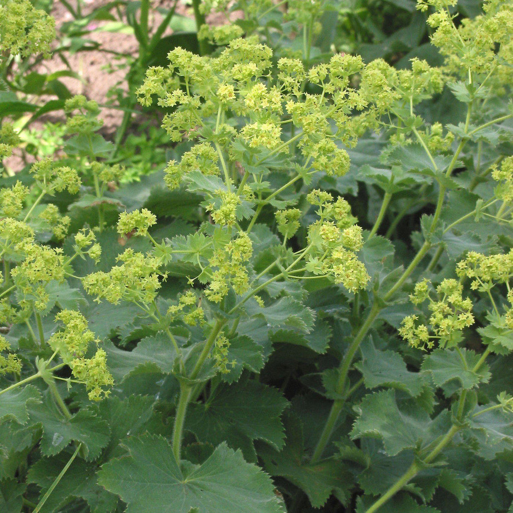 Alchemilla mollis  - Lady's Mantle