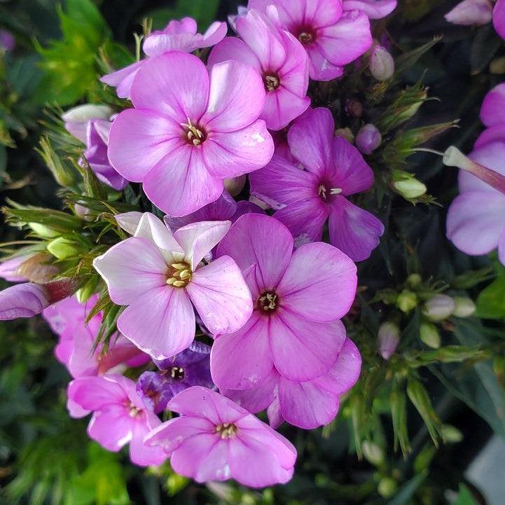 Phlox paniculata 'Volcano Plum with White Eye'  - Volcano® Plum with White Eye Phlox