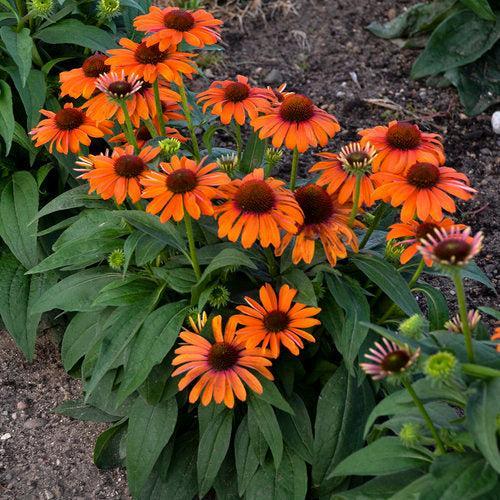 Echinacea 'Orange You Awesome'  - Color Coded® Orange You Awesome Echinacea