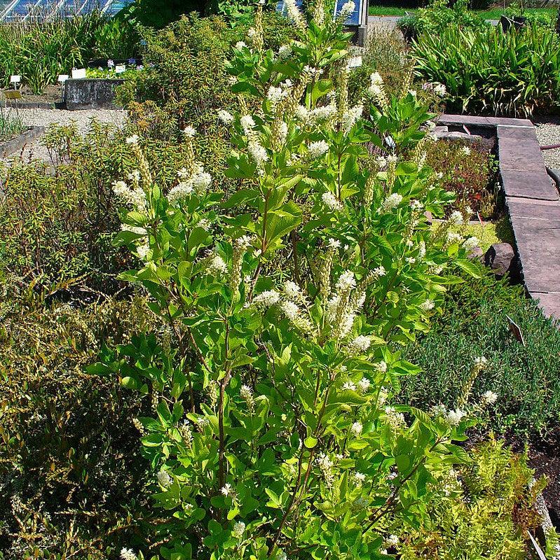 Clethra alnifolia  - Summersweet, Sweet Pepperbush