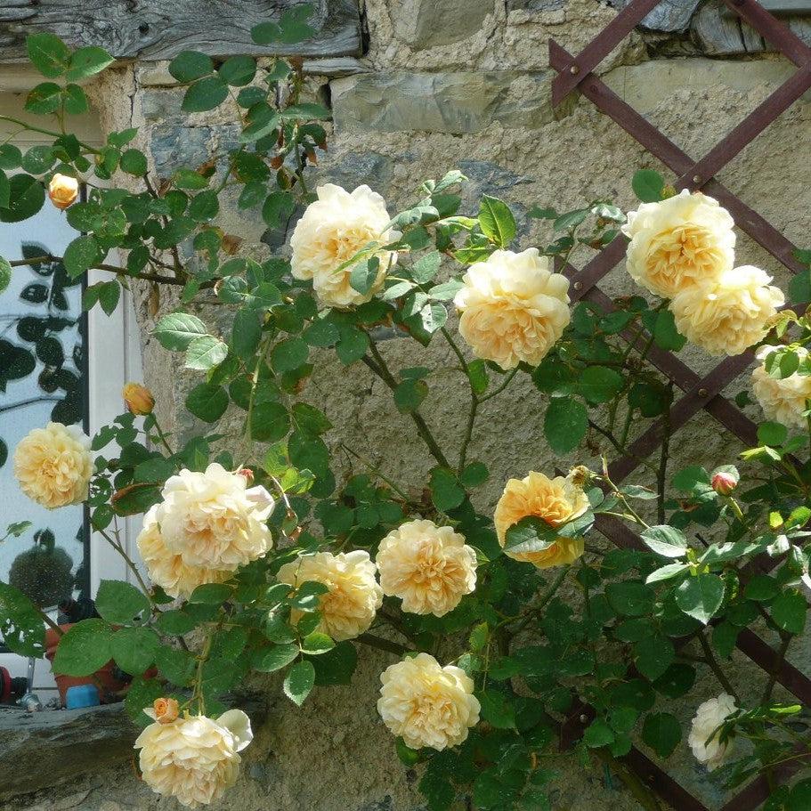 Teasing Georgia® David Austin Climbing Rose