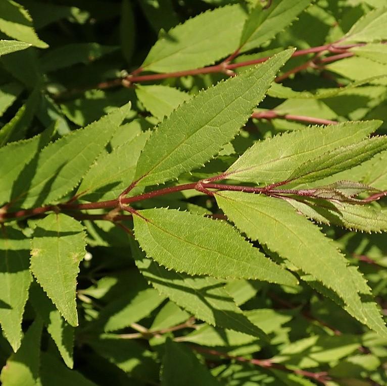 Deutzia gracilis 'Nikko'  - Dwarf Nikko Deutzia