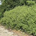 Rhus aromatica 'Fine Textured Compact Select A'  - Lacette™ Sumac