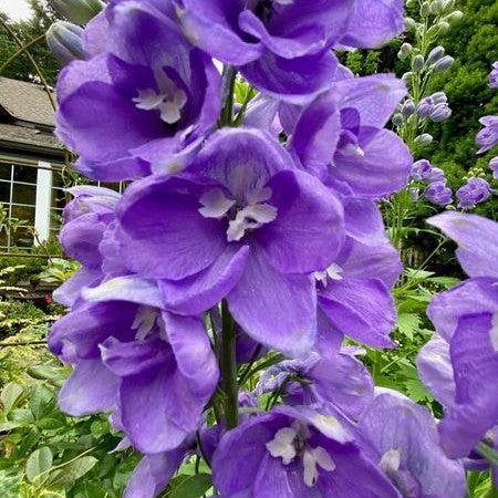 Delphinium elatum 'Aurora Lavender'  - Aurora™ Lavender Delphinium
