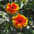 Heliopsis helianthoides 'Forged In Fire'  - Forged In Fire False Sunflower