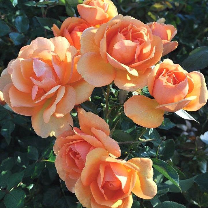 Rosa 'Korberbeni'  - Sunbelt® South Africa® Rose
