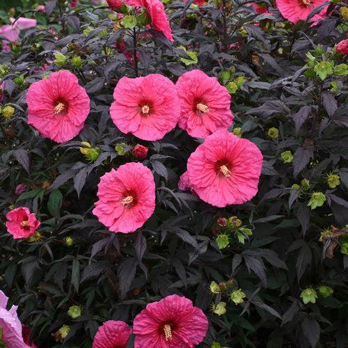 Hibiscus 'Evening Rose' PP33,366  - Summerific® Evening Rose Hibiscus