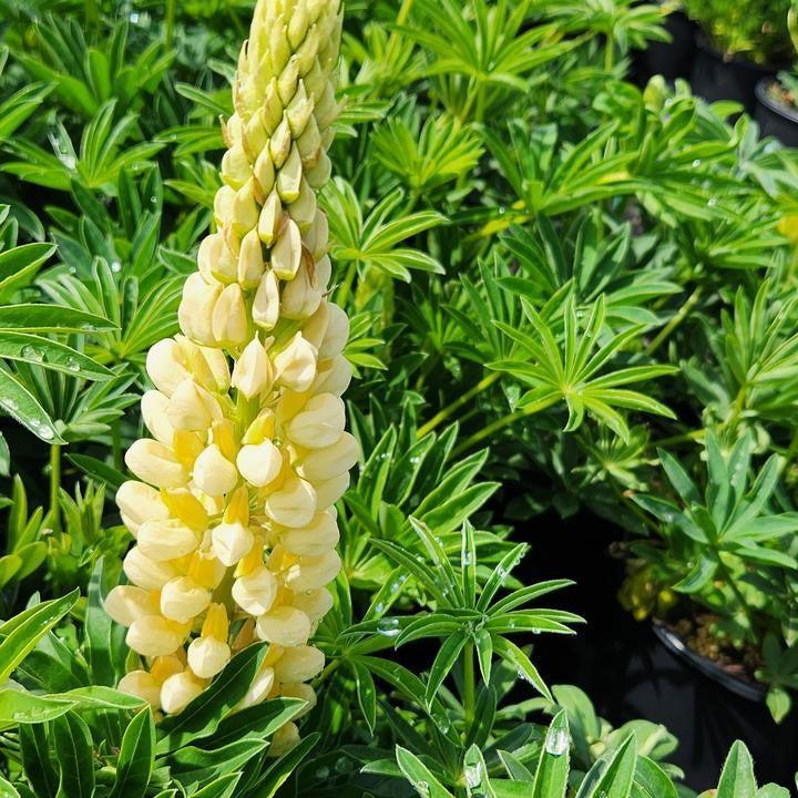 Lupinus polyphyllus 'Lupini Yellow Shades'  - Lupini Yellow Shades Lupine