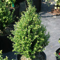 Ilex crenata 'FARROWSK6'  - Patti O Box® Japanese Holly