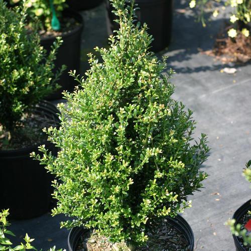 Ilex crenata 'FARROWSK6'  - Patti O Box® Japanese Holly