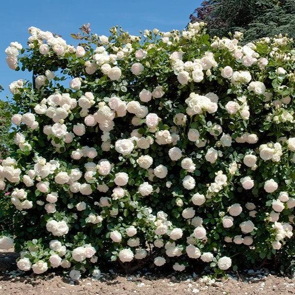 Rosa ''Meiviowit'  - Eden Climber® White Rose